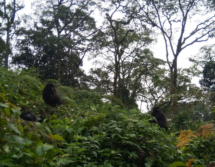 Bwindi Gorillas