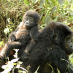 Bwiruka Female Gorilla