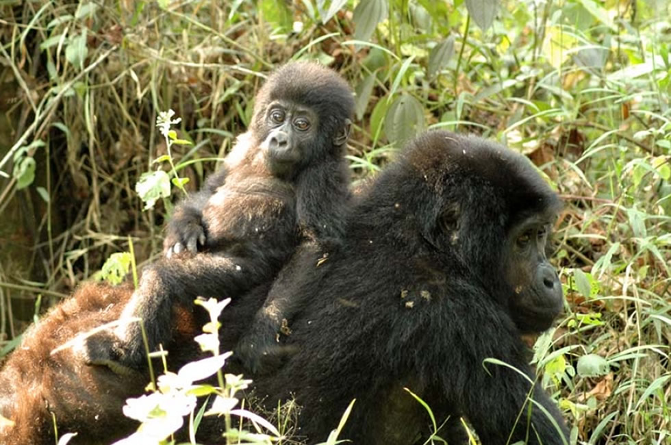 Bwiruka Female Gorilla