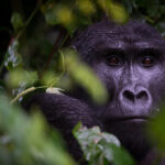 Bwindi Gorilla