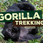 Gorilla Trekking in Uganda