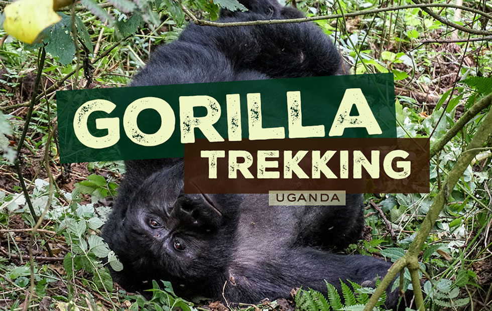 Gorilla Trekking in Uganda