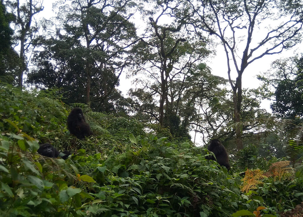 Bwindi Gorillas