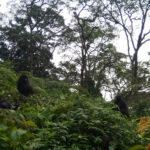 Bwindi Gorillas