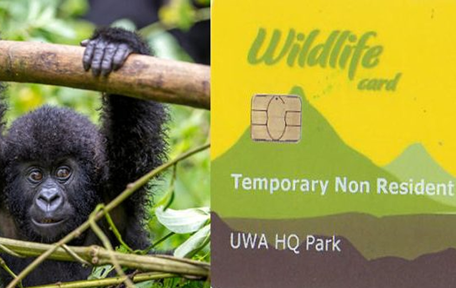 Uganda gorilla permit