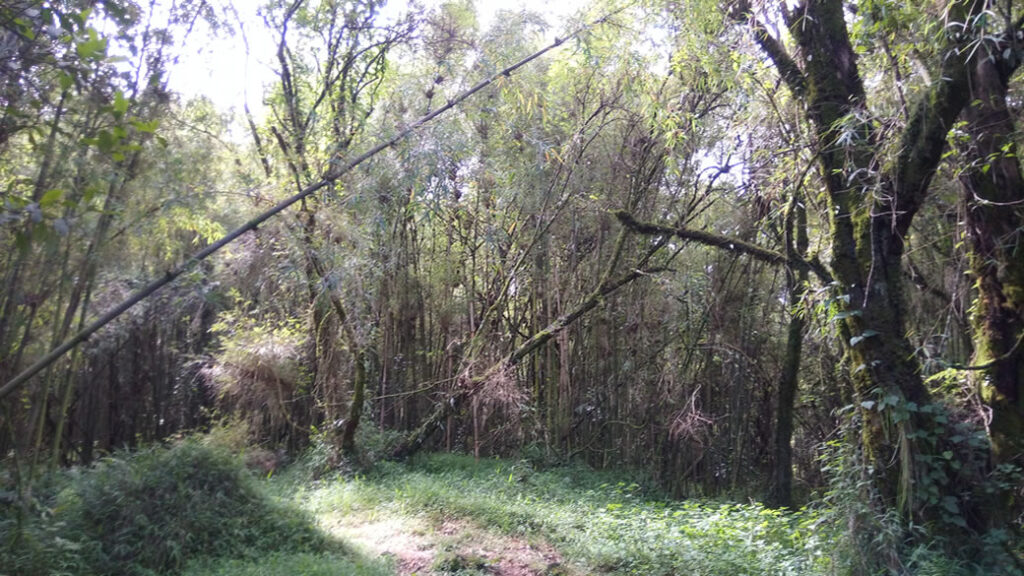 Mgahinga Woodlands