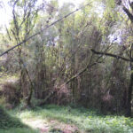 Mgahinga Woodlands
