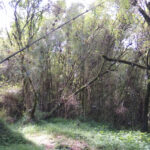 Mgahinga Woodlands