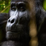 Bwindi Gorilla