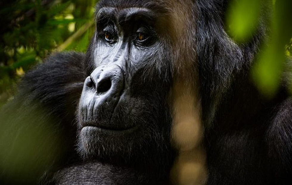 Bwindi Gorilla