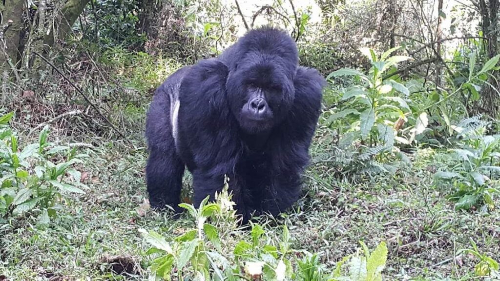 Bwindi Gorilla