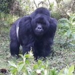 Bwindi Gorilla