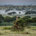 Uganda Wildlife