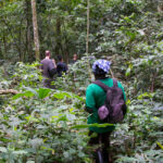 Bwindi Nature Walk