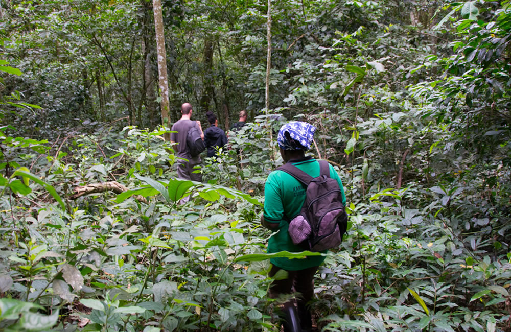 Bwindi Nature Walk