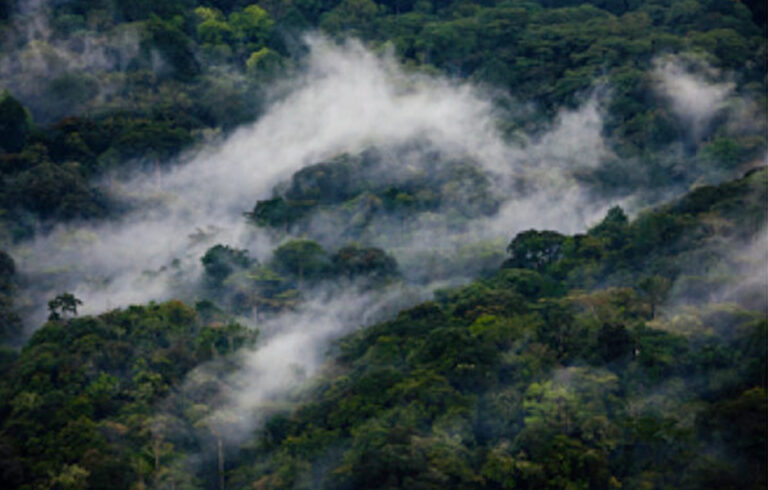 Bwindi Ancient Forest