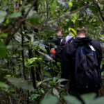 Chimpanzee Tracking in Kibale