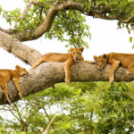 Tree Climbing Lions